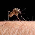 Mückenschutz auch für Geschäftsreisende wichtig