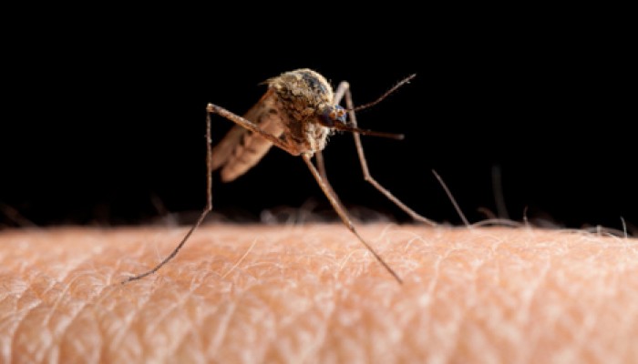 Mückenschutz auch für Geschäftsreisende wichtig