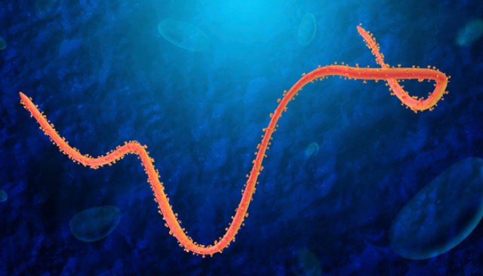 Grafik Ebola-Virus