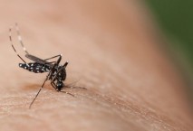 Aedes-Stechmücke