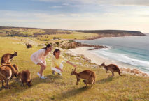 Kängurus an der Stokes Bay auf Kangaroo Island, Südaustralien.